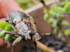 Sphaenognathus feisthamelii