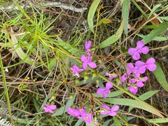 Stylidium scandens