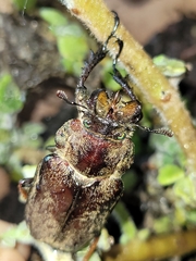 Sphaenognathus feisthamelii