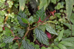 Begonia urticae