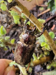 Sphaenognathus feisthamelii