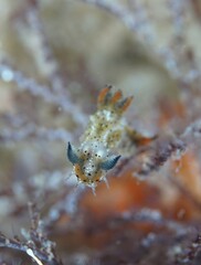 Polycera melanosticta