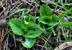 Pterostylis cucullata