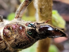Sphaenognathus feisthamelii