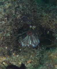 Parablennius intermedius