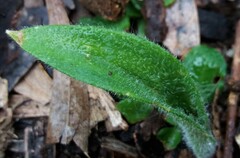 Glossodia major