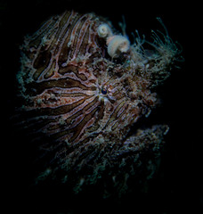 Antennarius striatus