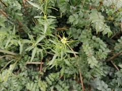 Sisymbrium irio