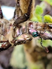 Sphaenognathus feisthamelii