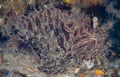 Antennarius striatus