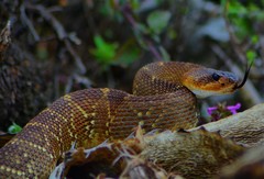 Crotalus molossus nigrescens