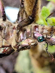 Sphaenognathus feisthamelii