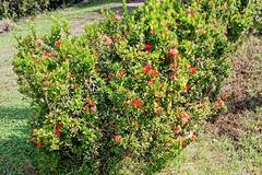 Ixora coccinea