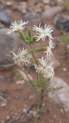 Schizopetalon