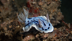 Chromodoris willani