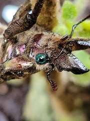 Sphaenognathus feisthamelii