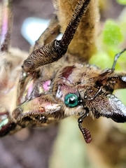 Sphaenognathus feisthamelii