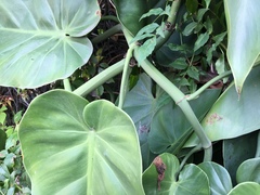 Philodendron hederaceum