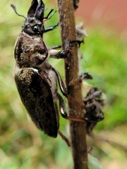 Sphaenognathus feisthamelii