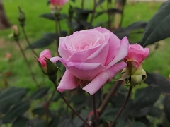 Rosa