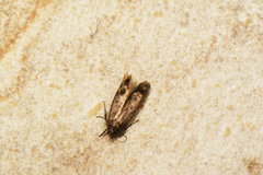 Gelechiini