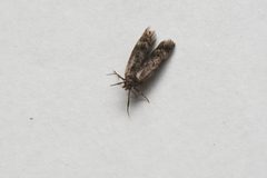 Gelechiini
