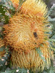 Banksia formosa