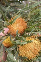 Banksia formosa