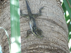 Anolis equestris