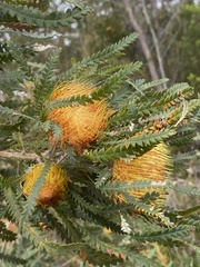 Banksia formosa