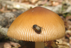 Chasmatopterus