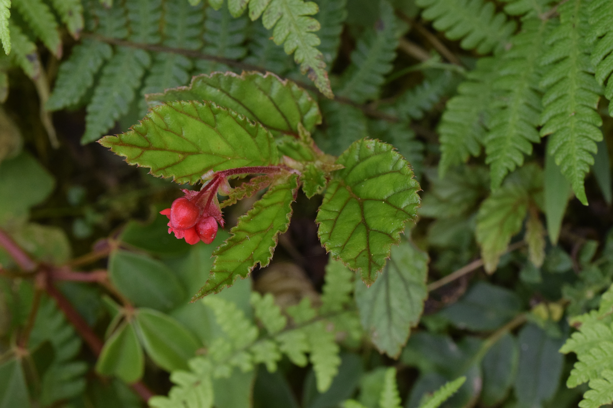 Begonia urticae image