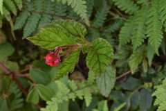Begonia urticae