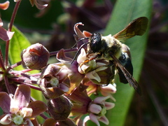 Megachile sculpturalis