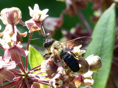 Megachile sculpturalis