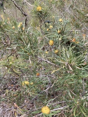 Banksia formosa