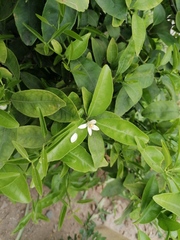 Rutaceae