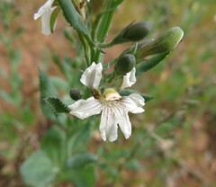 Goodenia albiflora