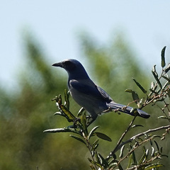 Aphelocoma coerulescens