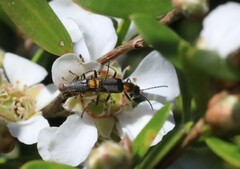 Chauliognathus sydneyanus
