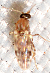 Culicoides