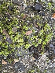 Didymodon tophaceopsis