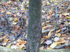 Acer pensylvanicum