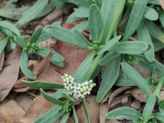 Heliotropium curassavicum