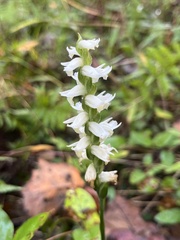 Spiranthes