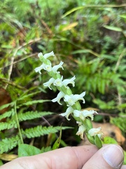 Spiranthes
