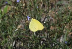 Eurema smilax