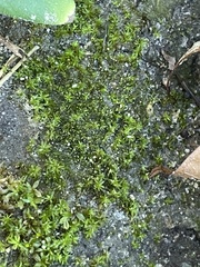 Didymodon tophaceopsis