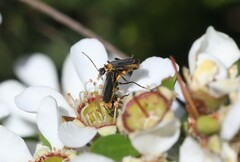 Chauliognathus sydneyanus