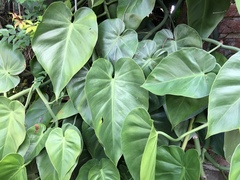 Philodendron hederaceum